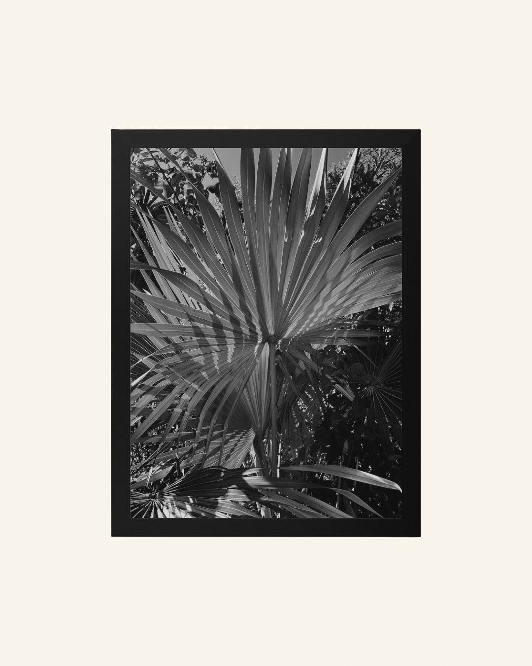 'Cocothrinax proctorii' (16x20 in) – by Gianna Rankin