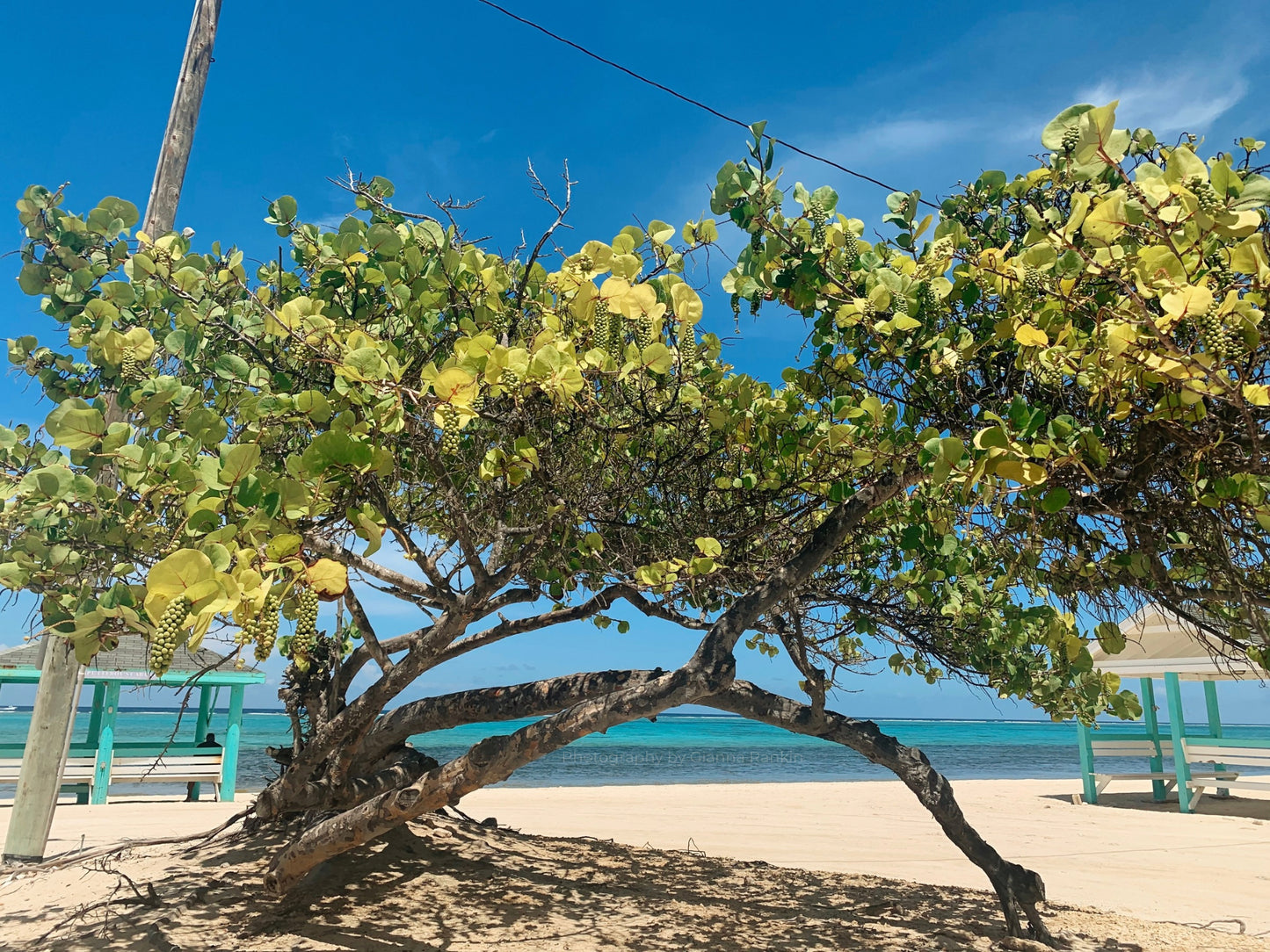 Coccoloba uvifera ‘Cayman Sea Grape’ Print - by Gianna Rankin