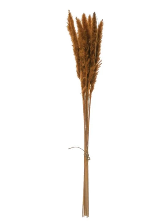 dried pampas bunch